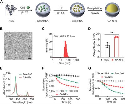 Translational albumin nanocarrier caging photosensitizer for efficient cancer photodynamic therapy